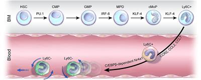 Monocyte Transmodulation: The Next Novel Therapeutic Approach in Overcoming Ischemic Stroke?